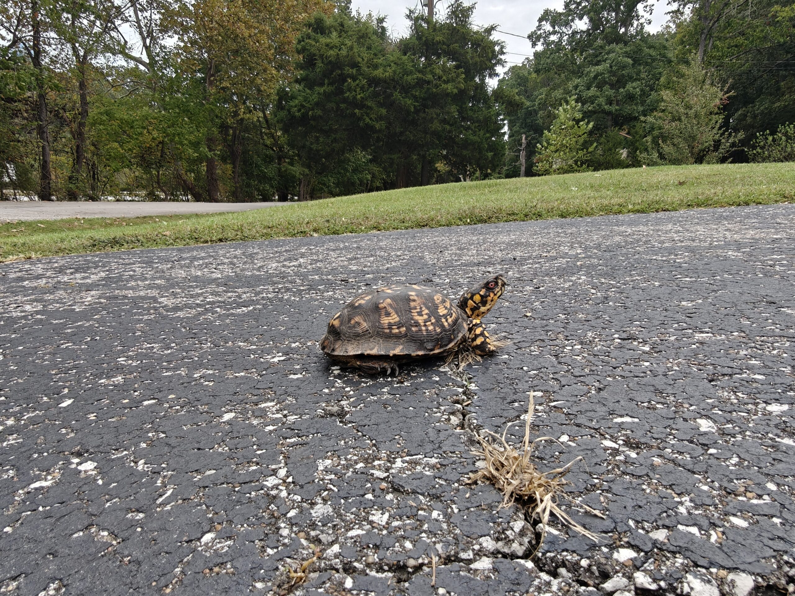 A visitor after the rain